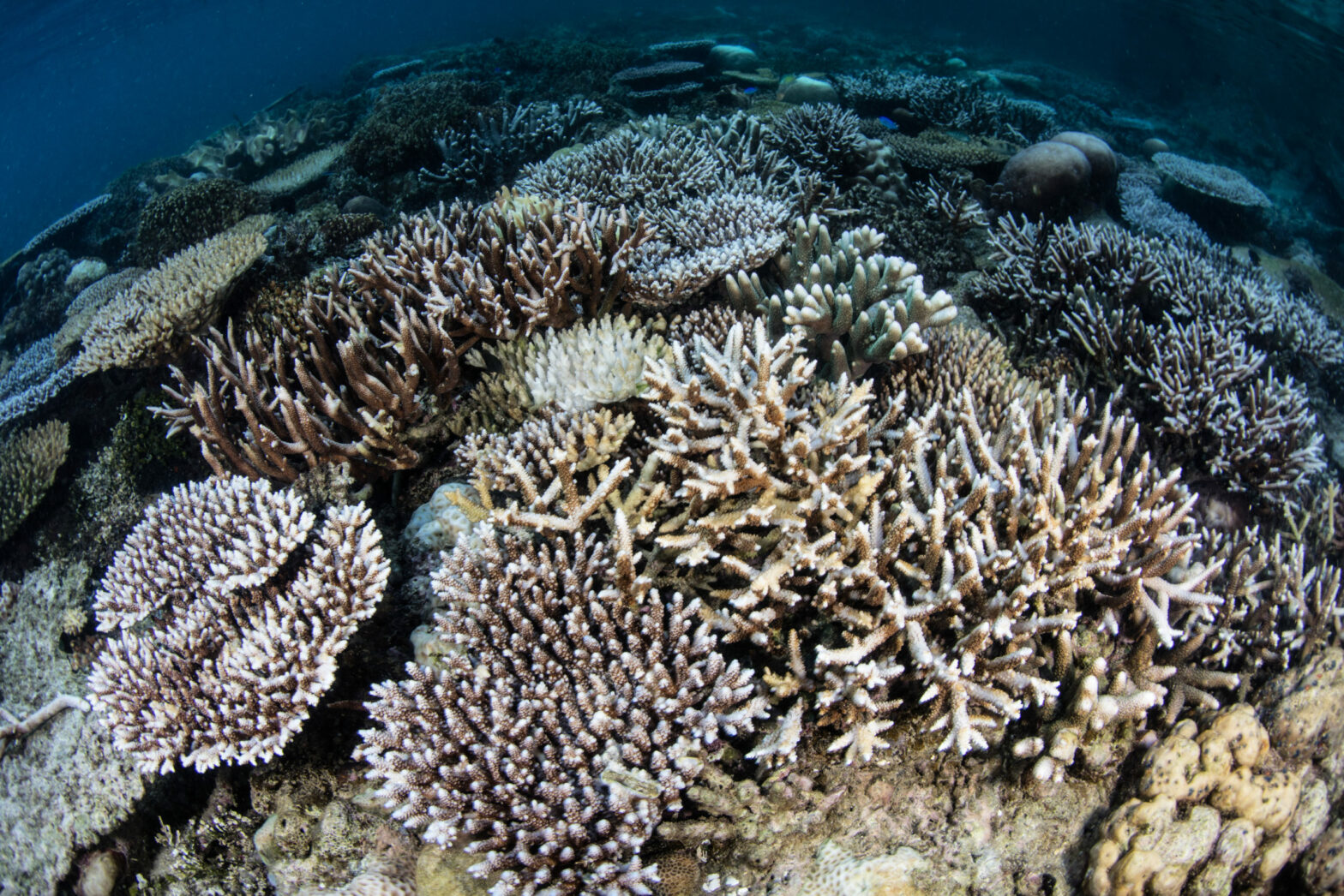 Corais branqueando nas Ilhas Corais branqueando nas Ilhas Raja Ampat, Indonésia