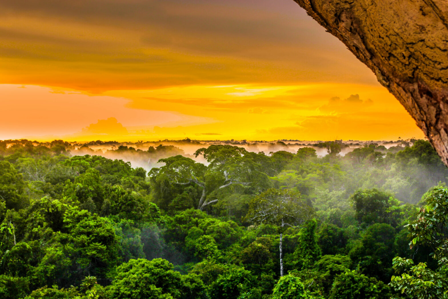 Floresta Amazônica é destaque em vários documentário sobre meio ambiente