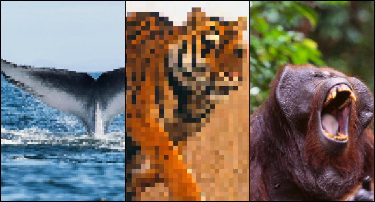 Imagens pixelizadas alertam sobre extinção de animais